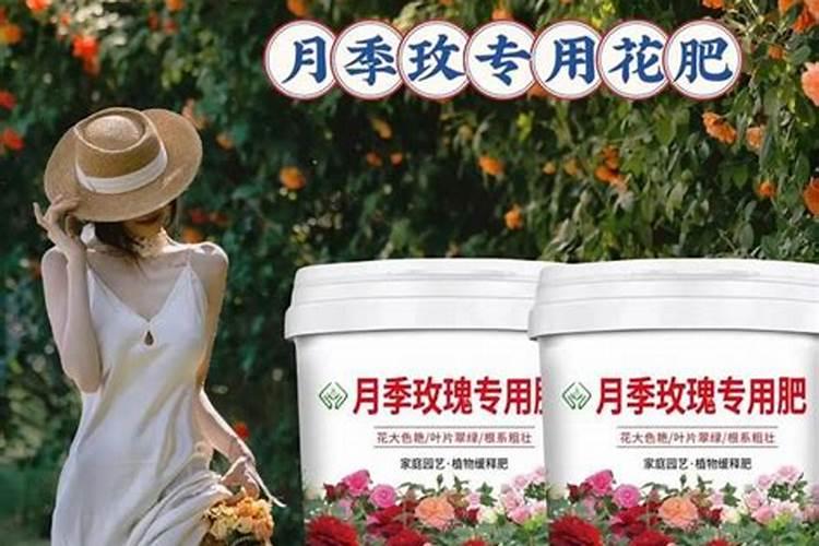 买肥或者不用肥,水培绿萝如何施肥才能不犯错？