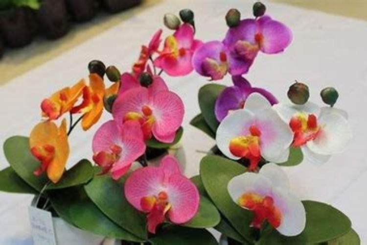 蝴蝶兰用什么肥,磷钾肥可促进花芽形成