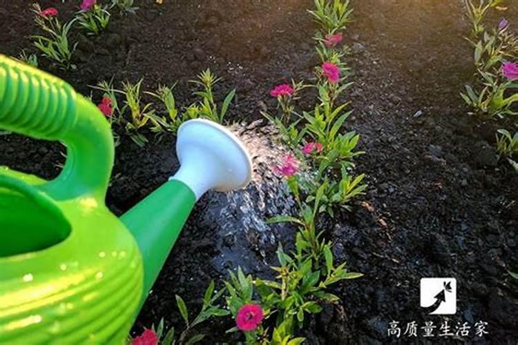磷肥泡水可以浇花吗