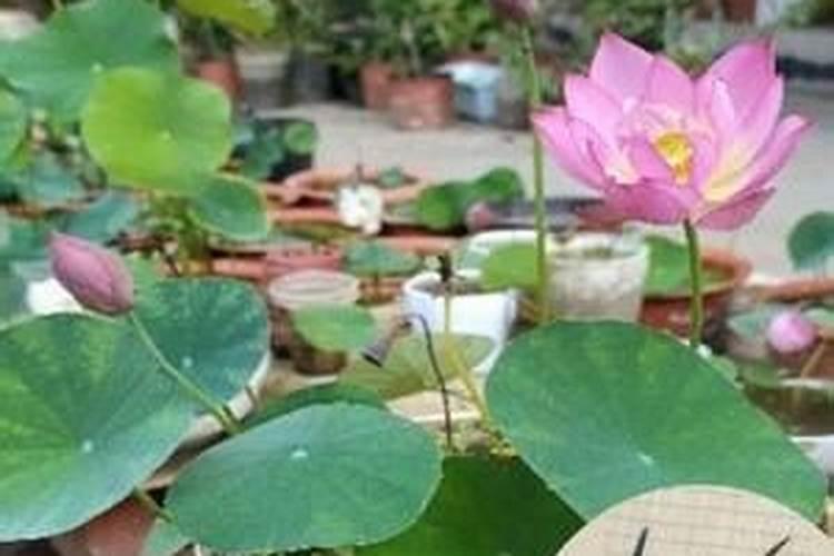 种植荷花需要放底肥吗