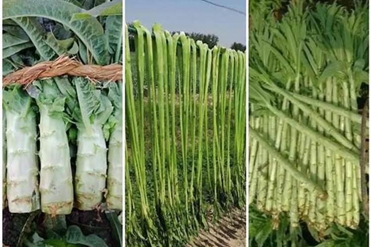 我老公想要种植贡菜,在种植过程中需要注意哪些问题呢？