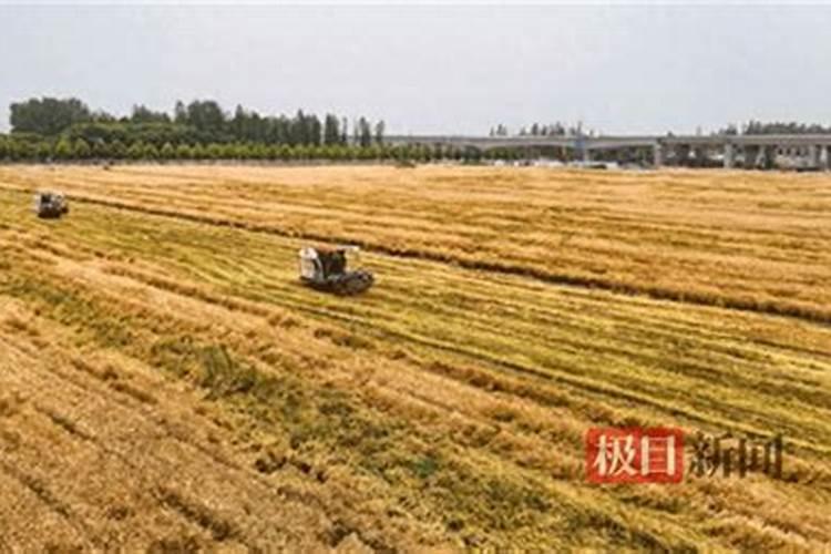 小麦灌浆期打什么叶面肥
