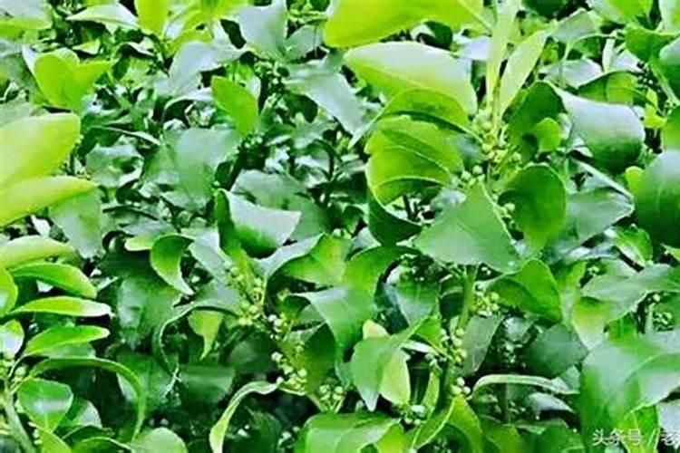 柑橘保花保果用什么药最好