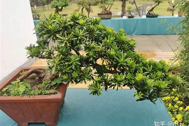 罗汉松叶子发黄干枯用什么药救活