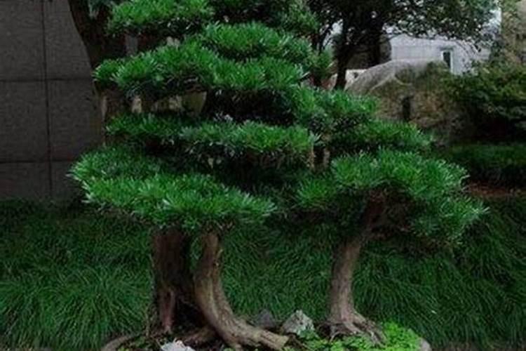 罗汉松盆景施肥