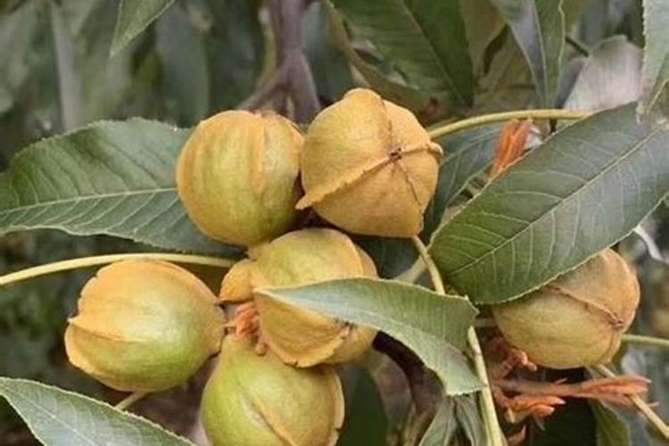 山核桃怎样育苗