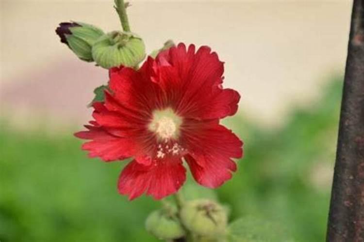 桂花树用什么肥料比较好