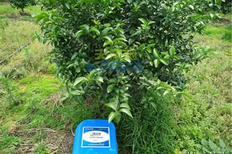 果树膨大期应该如何施用水溶性肥料