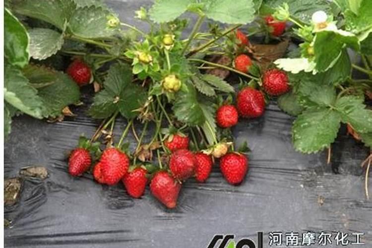 草莓用什么肥料果子又大又甜