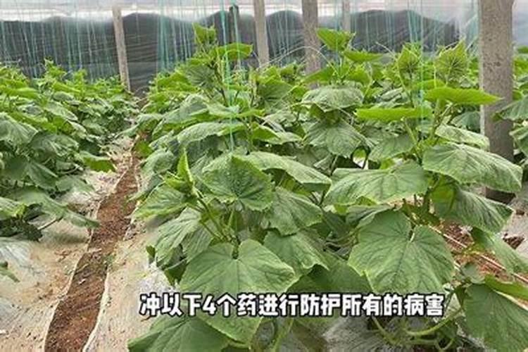 作物用什么样的叶面肥最好(什么情况采用叶面施肥效果好)