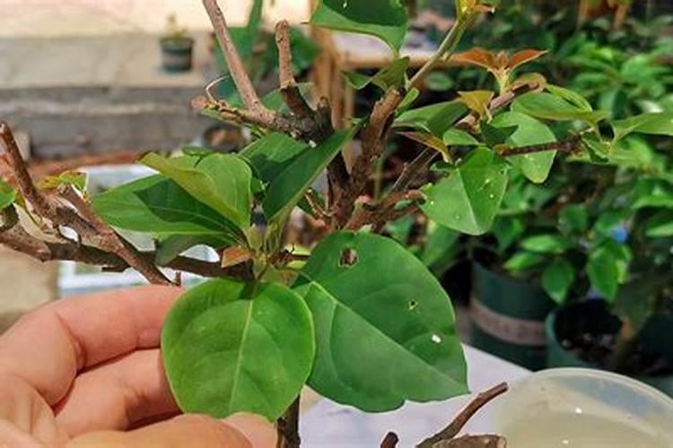 三角梅叶子掉光怎么办