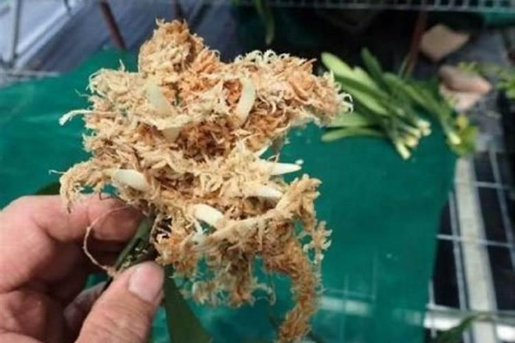 黄瓜能用尿素追肥吗