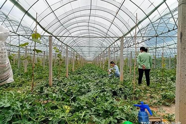 春季露地栽培小西瓜肥水管理方法是怎样的