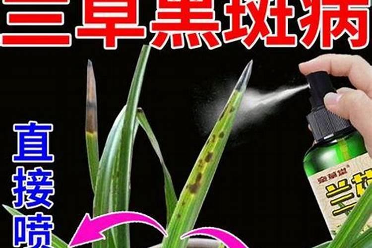 建兰施肥方法,用什么肥好