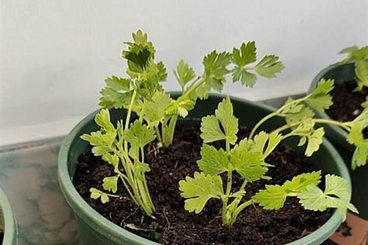 芹菜施什么肥好