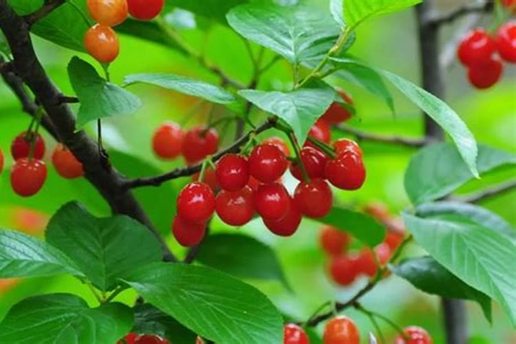 樱桃树浇什么肥料合适