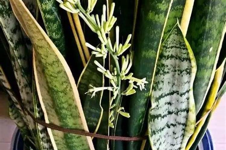 兰草花用什么肥料最好