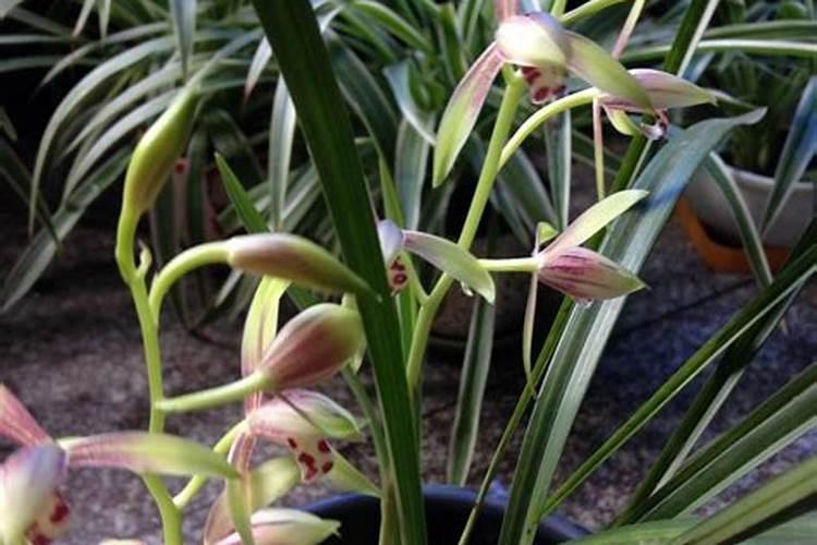 兰草促花的最佳方法(施什么肥促根促芽又促进兰花开花)