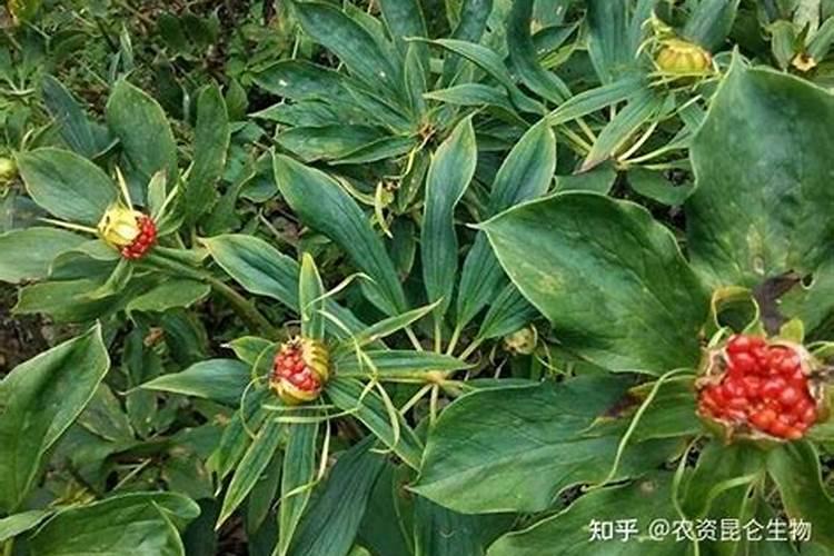 重楼幼苗用什么肥料好