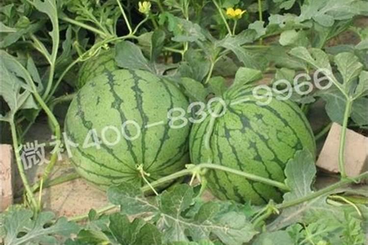 西瓜底肥用什么复合肥好？