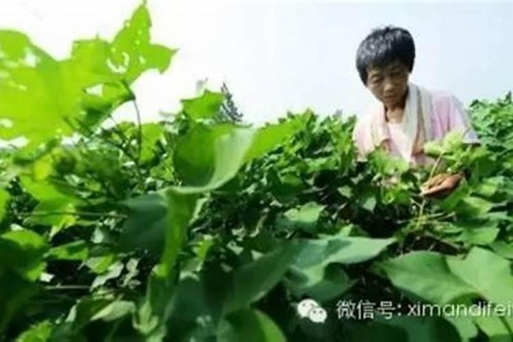 种丹参用什么底肥好