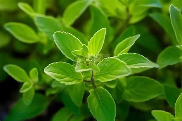 甜叶菊打什叶面肥效果好？