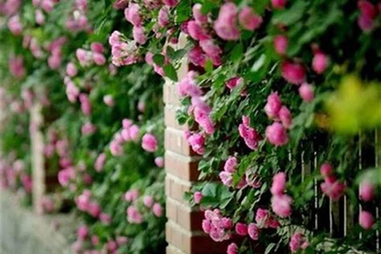 蔷薇花怎么施肥