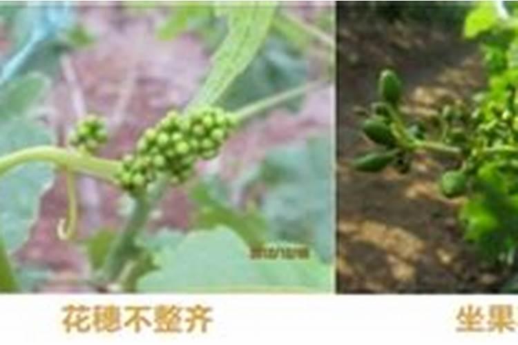 葡萄树伤流期忌施肥,这是为什么？