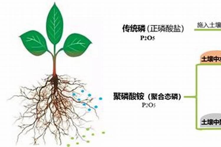 聚磷酸铵肥料的优点有哪些