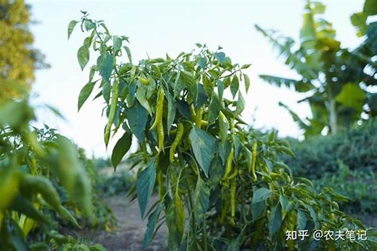 甜椒如何做好施肥管理呢？要想实现高产还要做什么呢？