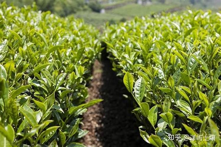 茶叶施磷肥选什么肥