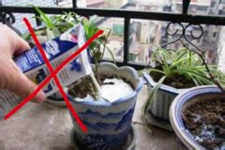 酸奶适合浇什么花 酸奶适合浇什么花最好