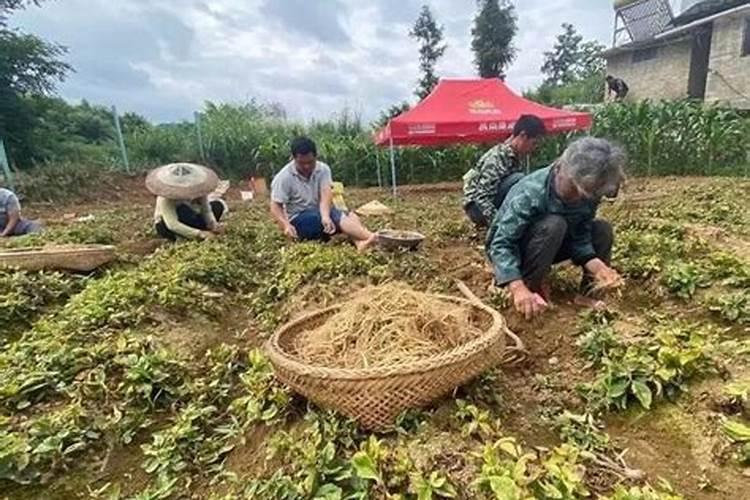 萝卜什么时候打根茎块膨大素？萝卜膨大期施什么肥料好？