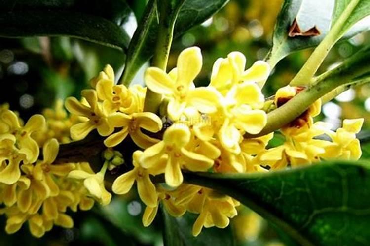 桂花树施什么肥料长得快