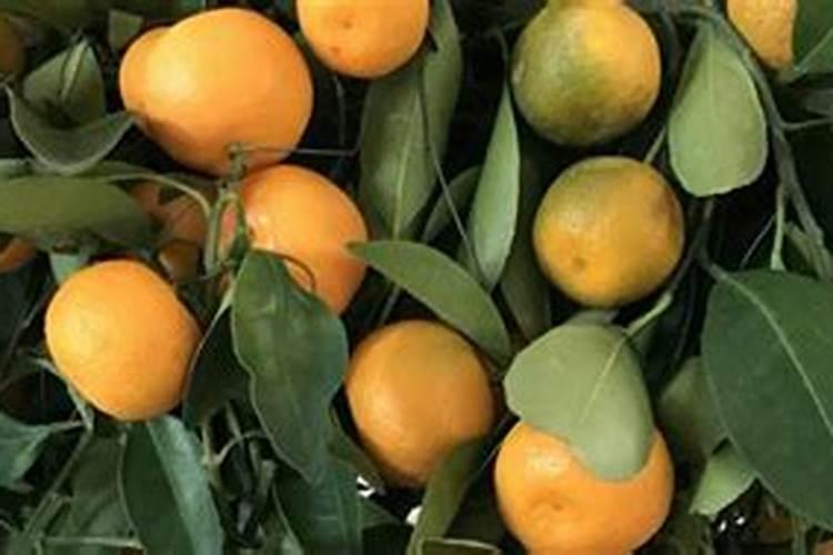 萝藦科的植物有哪些