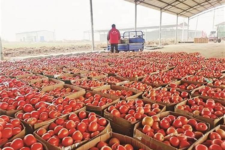 家种的西红柿一到接果就会死