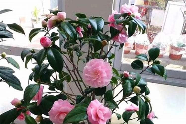 茶花花期能施什么肥 如何正确为它施肥