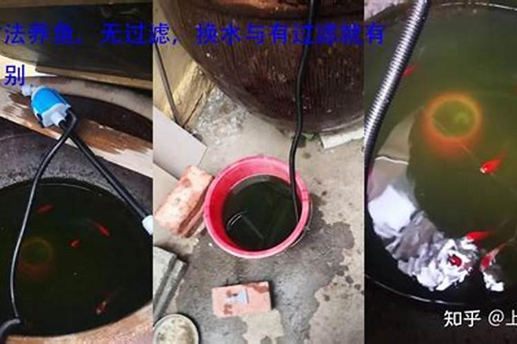 鱼蛋白水溶肥现在怎么用