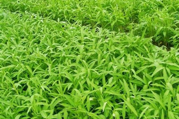 空心菜施什么肥料又脆又嫩