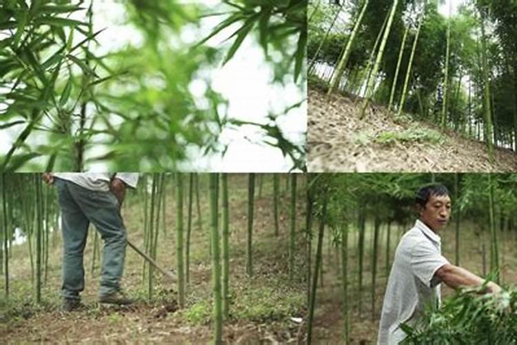 雷竹如何施肥