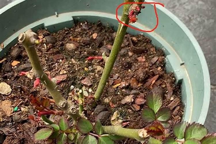 月季花如何进行抹芽处理