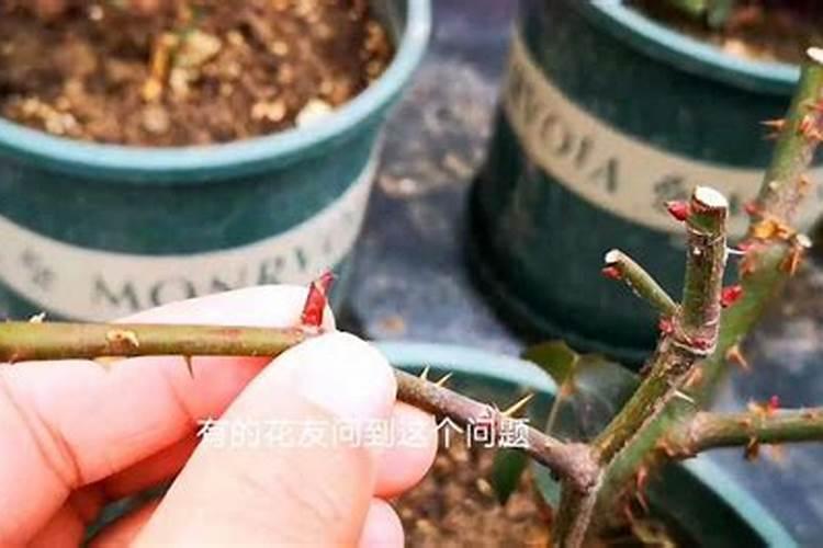 光秃秃的月季怎么养芽儿多又壮