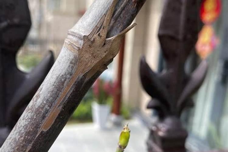 月季修剪后施什么肥最好