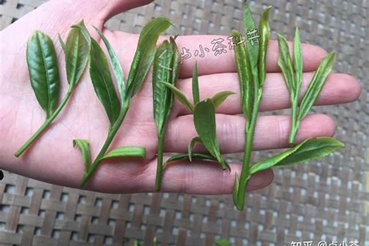 乌金绿水溶肥在茶叶上的应用