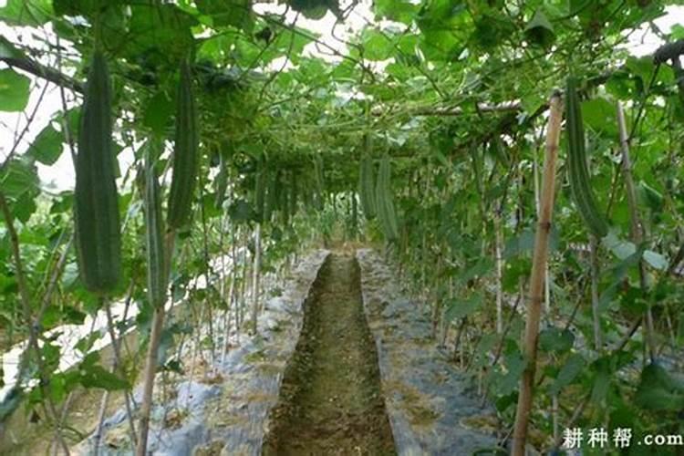 丝瓜最怕什么肥料 丝瓜不能使用什么肥料