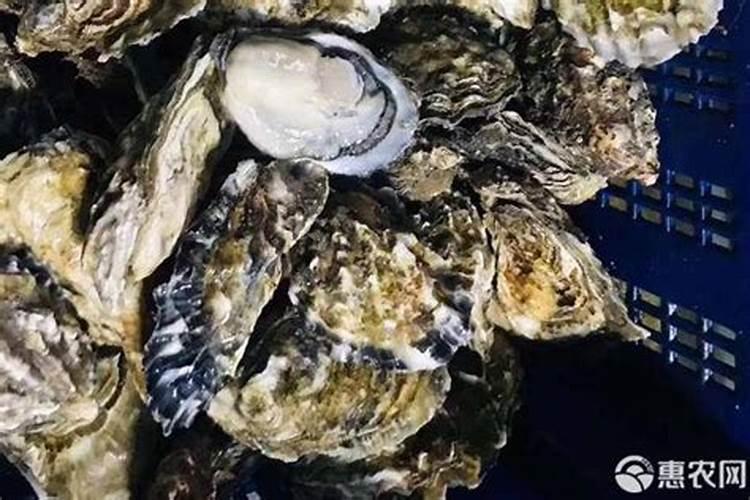 青岛这边海蛎子几月份最肥 青岛的海蛎子在几月份最肥