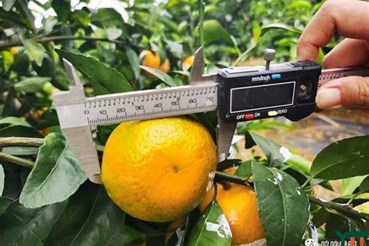种植沃柑施肥时间和方法