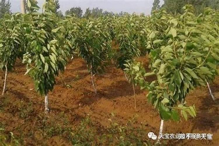 蝴蝶兰肥料怎么配？
