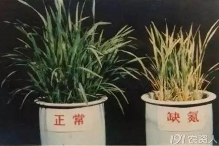 氮肥有哪些,氮肥有什么作用