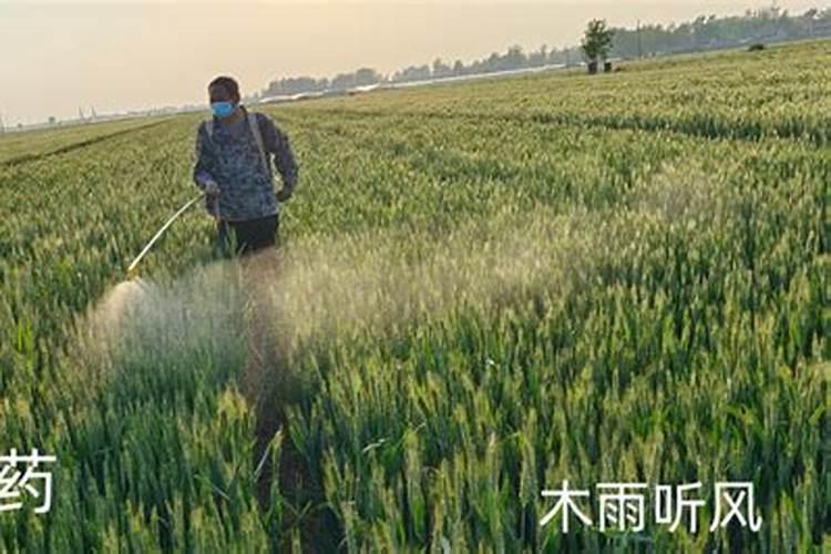 西红柿黄化曲叶病毒病？用什么药